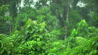 8 Hours Nature's Embrace: Brook's Gentle Whisper & River's and Calm Gentle Rain