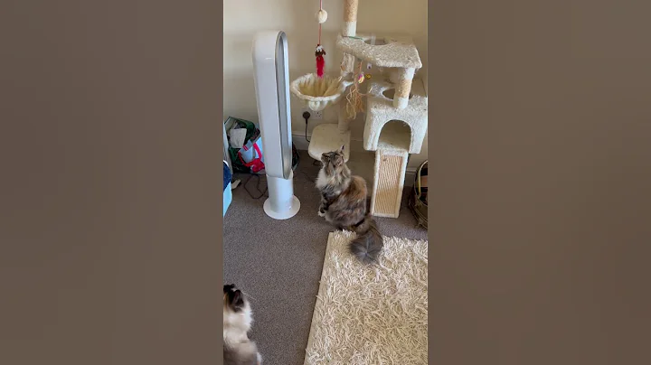 Video 5269741: mainecoon catlover ragdollcat, mainecoon kitten catlover cats