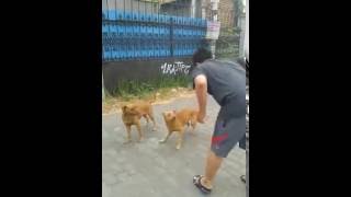 Bahaya Anjing Gila Kejar Cewe | KIMOY x Pitbull