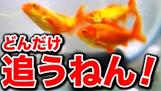 ちび金魚 狂ったように追いかけるちび金魚達 Youtube