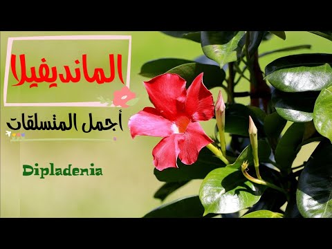 فيديو: أنواع أمراض Mandevilla - ما هي الأمراض التي تصيب نباتات Mandevilla