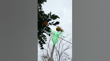 A Fruit Picker with a Plastic Bottle and Rope! 🍎🍃