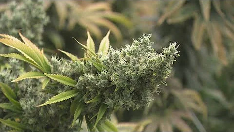 Ohio bill to ban intoxicating hemp products and make changes to marijuana law goes to Gov. DeWine