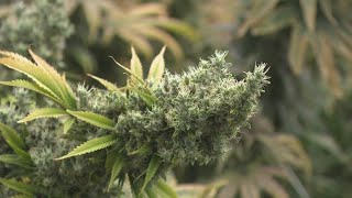 Famous Ohio bill to ban intoxicating hemp products and make changes to marijuana law goes to Gov. DeWine Net Worth