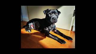 Patterdale Estacado Instagram Update Complete March21 Family Fell Terriers Dog Growth Fun Motorcycle