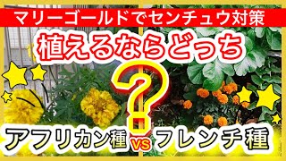 【マリーゴールドでセンチュウ対策】フレンチ種？アフリカン種？植えるならどっち？　～狭い庭で家庭菜園～