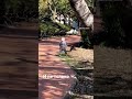 Гуляем в Parque De La Paloma Shorts парк испания влог 