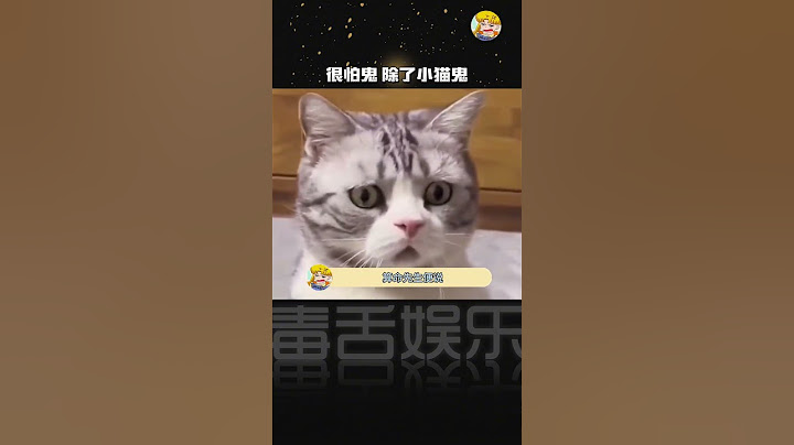 很怕鬼，但如果是小猫鬼的话也不是不可以#小猫鬼 #猫咪 #暖心#shorts