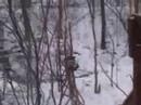 Timber - backyard roller coaster test