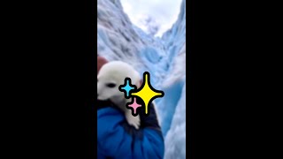 Baby seal trapped by ice! Heroic rescue to the ocean