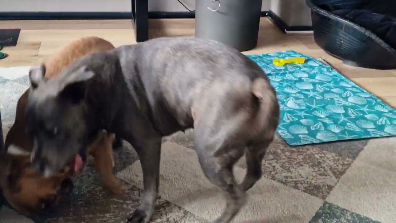 Blue Staffy and french bulldog puppy play 😀