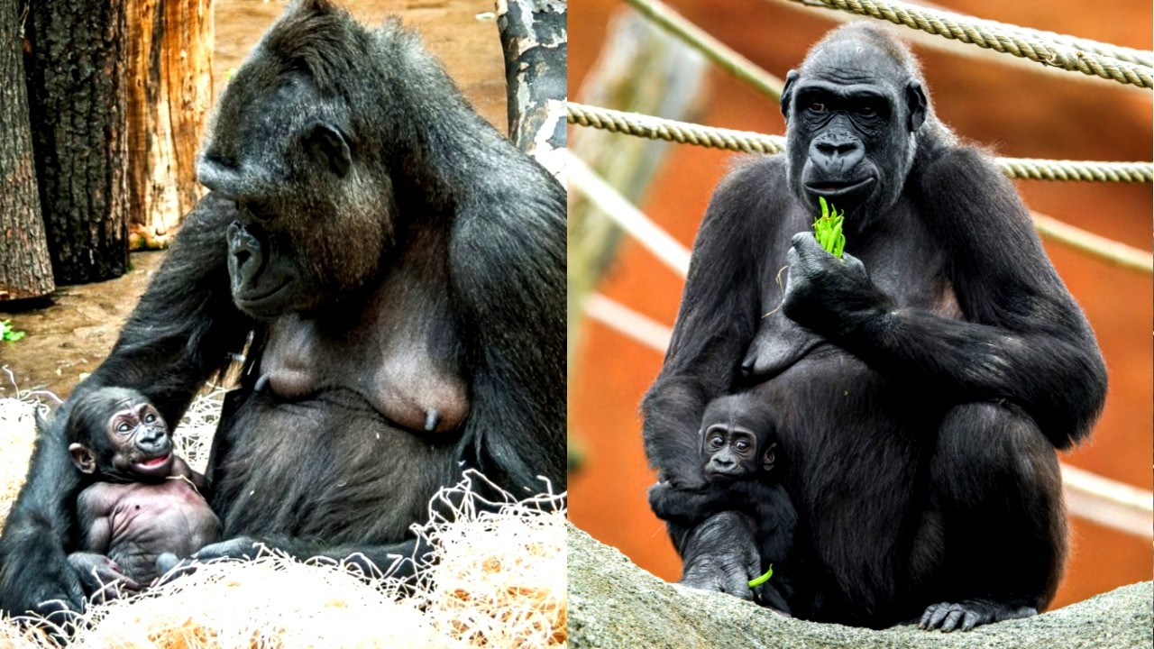 Наследие Кидживу: чествование материнской любви на протяжении поколений