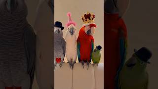 Cutest Parrot Hat Party Ever 🦜🎉 #fyp #parrotvideo #funny