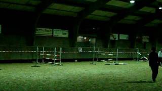 Sipali (Monaco x Silvio I).mpg