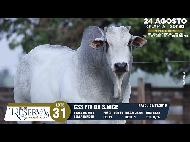 LOTE 31 GRI C33