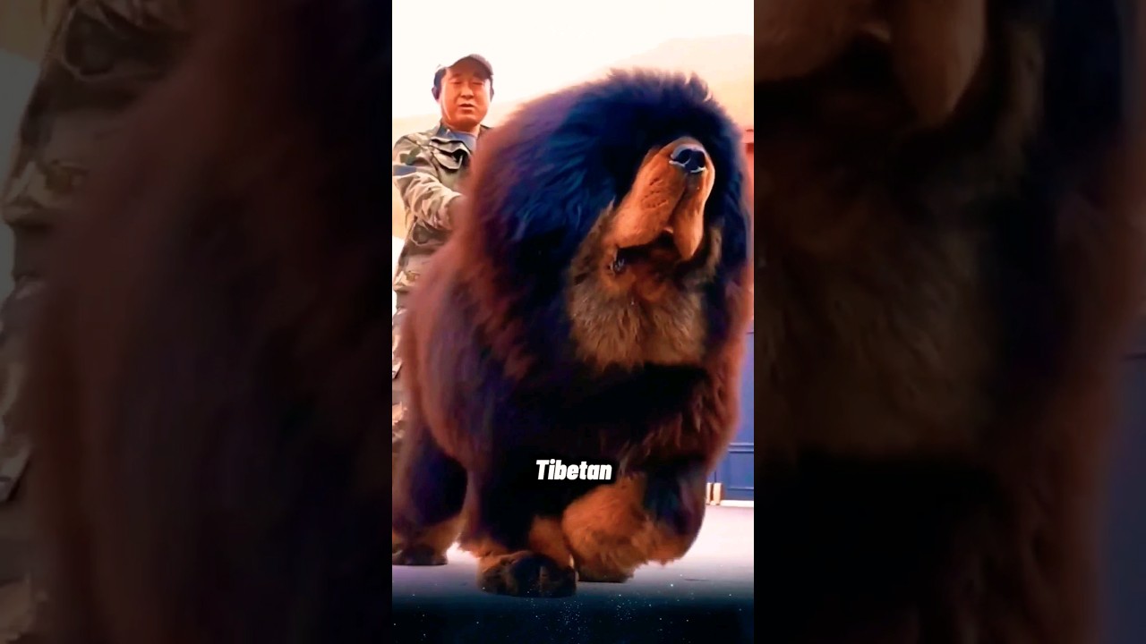 Тибетский мастиф — гигантская и мощная порода собак, самая большая собака в мире. 