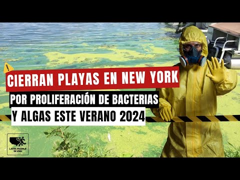 Cierran playas en New York por incremento de bacterias y algas este verano 2024.