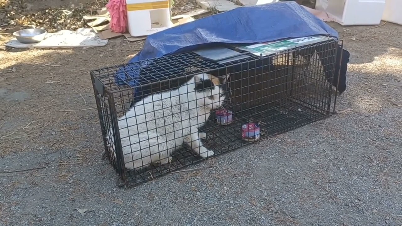 울집앞 5마리 길냥이~중성화, 입양보냈어요