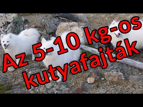 Videó: Az 5 legjobb apró és finom kutyafajták