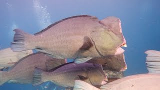 Sipadan Humphead 西巴丹 隆頭鸚哥 潛水旅遊 with 飛魚潛水