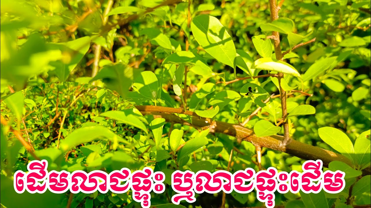 ដើមលាជផ្ទុះ ឬលាជផ្ទុះដើម អត្ថប្រយោជន៍ដើមលាជផ្ទះ 