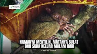 Namanya Mentilin, Matanya Bulat dan Suka Keluar Malam Hari