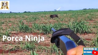 Caçada de javali -porca ninja correu para a palhada 
