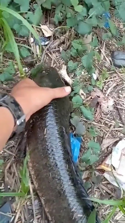 Strike haruan #snakehead #abugarcia #ikangabus