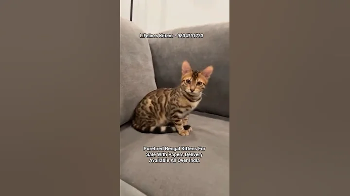 Video 8334281: bengalcat bengals cats, purebred bengal cat, bengal kittens pure, best kitten