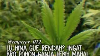 Lgu Daun Ganja