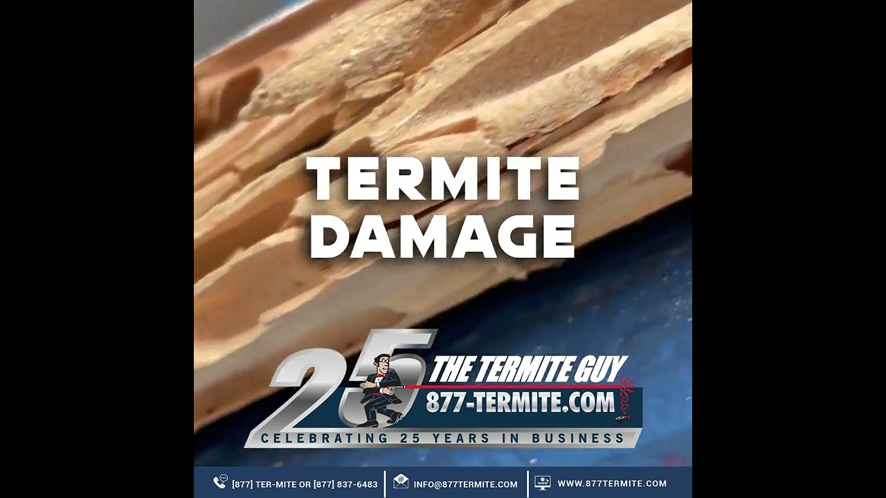 Termite Damage VS DryRot