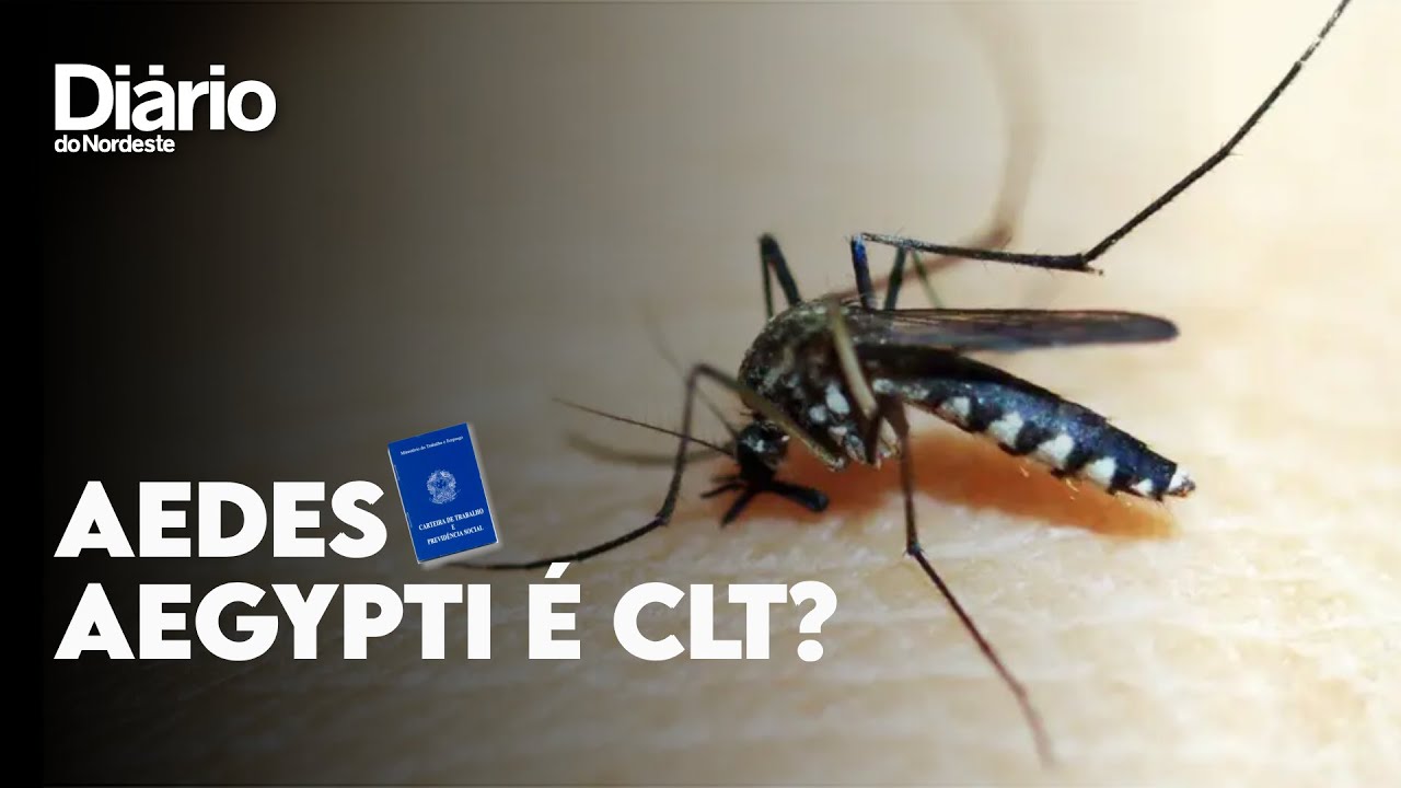 Aedes aegypti pica à noite? Entenda comportamento do ‘mosquito-da ...