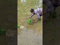 The process of planting rice by a farmer. Good way to improve work efficiency