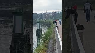 Choco pescado a eging en la ría de Pontevedra Galicia