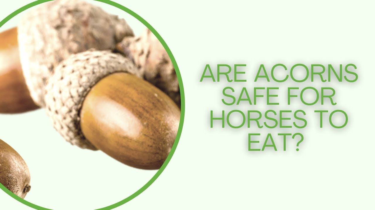 Acorns are toxic for horses YouTube