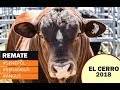 Remate de toros Senepol, Senangus y Angus de El Cerro - 2018