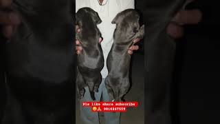 since 2005 best dog training boarding centre dwarka delhi any information call Santosh choudhary