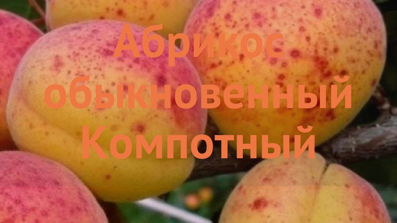 Абрикос обыкновенный Компотный 🌿 обзор: как сажать, саженцы абрикоса Компотный