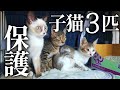 突如現れた子猫3匹救助 生き別れの再会！？【地域猫】【保護猫】