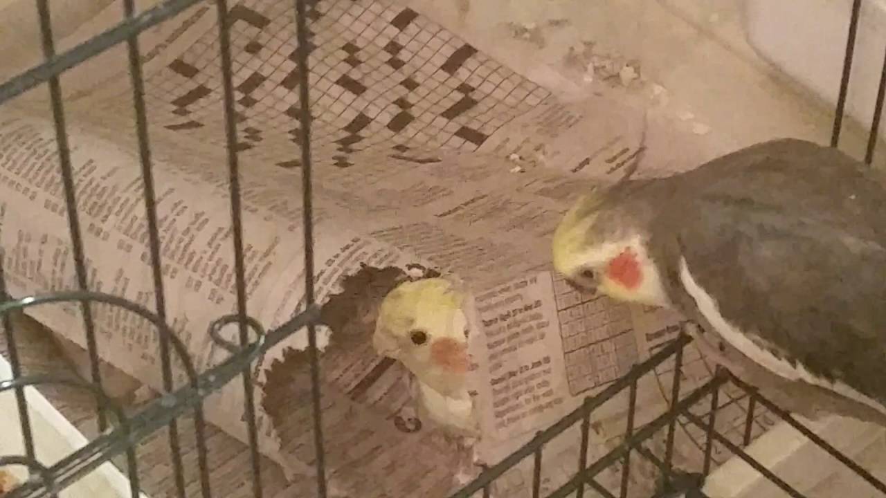 Cockatiel Hiding in Newspaper YouTube