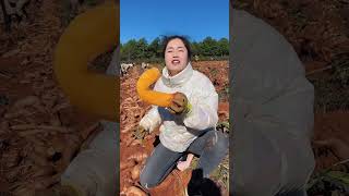 So Fresh Harvest Ice Lotus Root