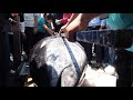 The sharpest knife cuts a 300kg giant bluefin tuna with amazing skills