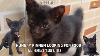 Hungry Little Black Kitten Panther Looking for Food by meowcat 1,343 views 1 year ago 7 minutes, 56 seconds