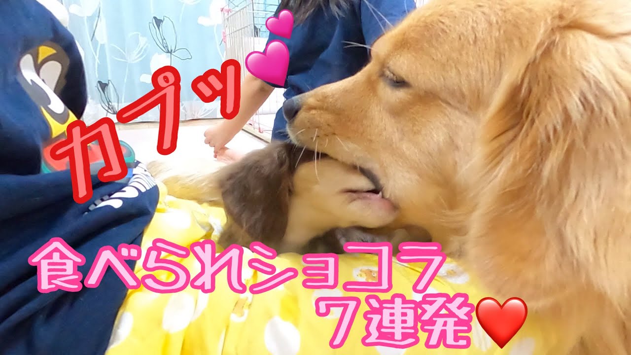 小型犬の連続キックに無言で耐える大型犬 最後はやっぱりこうなった ゴールデンレトリバーのクッキーとミニチュアダックスフンドの子犬ショコラとの幸せな日常的youtube视频效果分析报告 Noxinfluencer