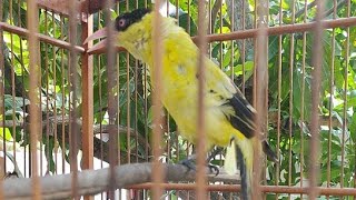 Kicauan Burung Kepodang Dipagi Hari