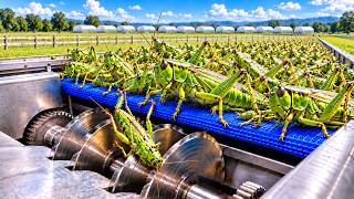 How Billions of Grasshoppers Are Turned Into Protein Powder | Full Factory Process