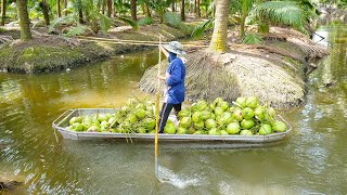 Coconut Harvest Cutting Skill at Coconut Farm  Thai Street Food