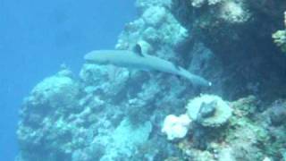 20110502 palau　サメ