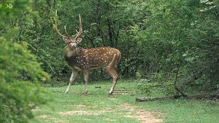 A moment of the life of a wild deerinnocent animals of mother nature