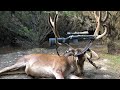 Hunting State Forests | 14 Point Red Deer Stag | How To Hunt Feeding Area's For Deer